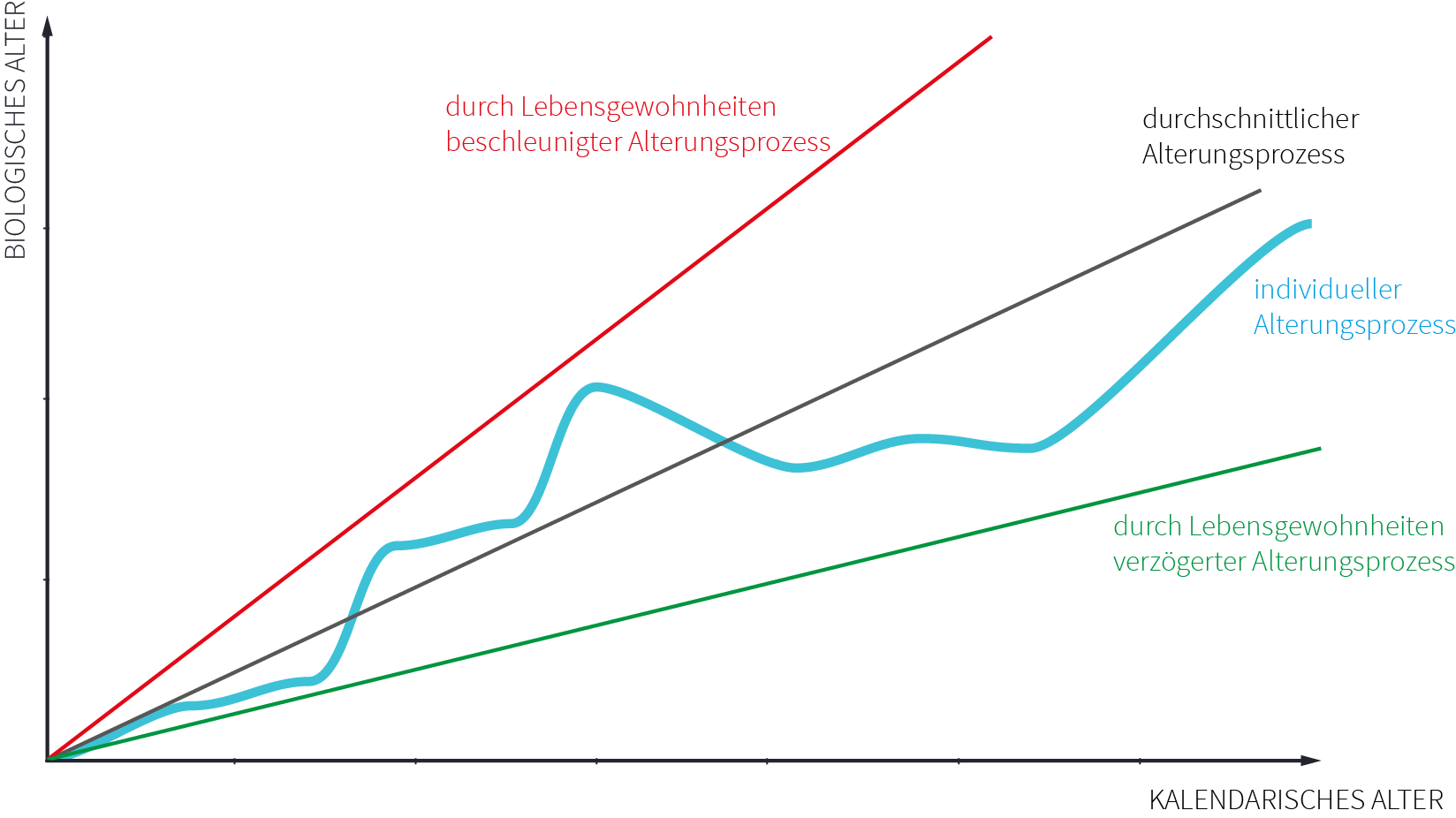 Darstellung des Alterungsprozesses. Gegenüberstellung von biologischem und kalendarischem Alter. 